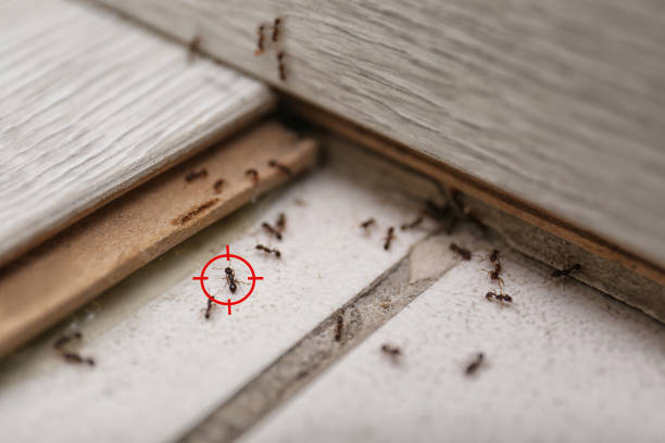 Best Affordable Pest Control Services  in Perkasie, PA