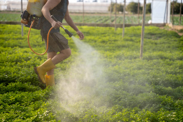 Best Ant Control Services  in Perkasie, PA