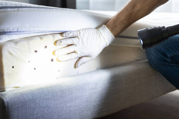 Best Termite Control Services  in Perkasie, PA