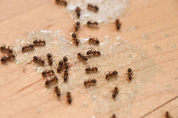 Best Insect Control  in Perkasie, PA