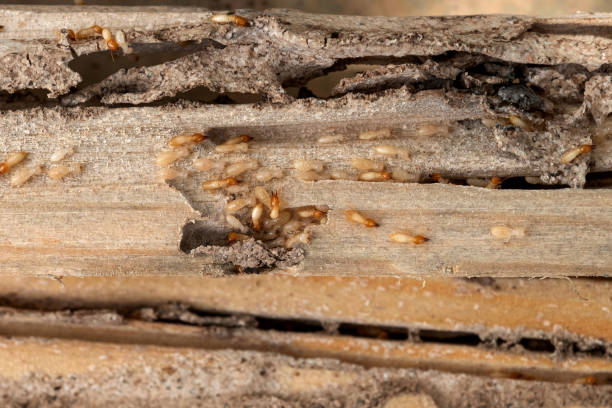 Best Cockroach Control Services  in Perkasie, PA