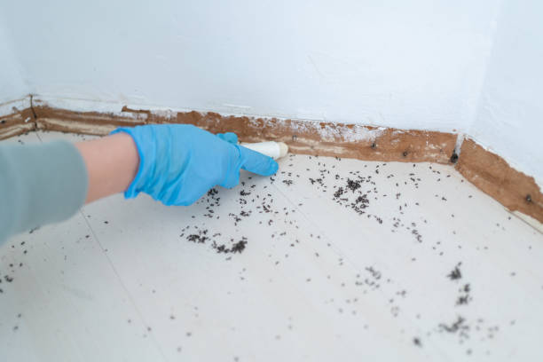 Best Affordable Pest Control Services  in Perkasie, PA